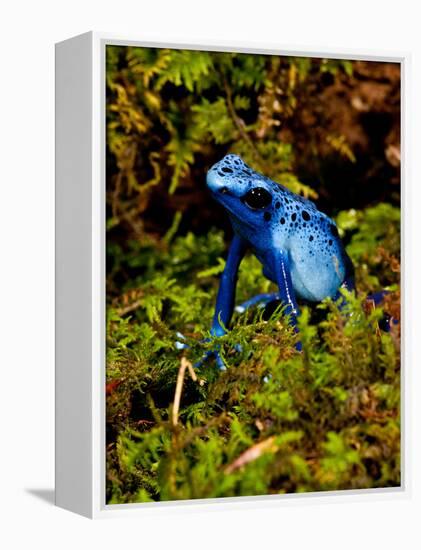 Azure Dart Frog Dendrobates Azureus Native to Northern South America-David Northcott-Framed Premier Image Canvas