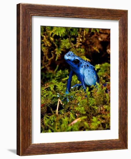 Azure Dart Frog Dendrobates Azureus Native to Northern South America-David Northcott-Framed Photographic Print