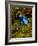 Azure Dart Frog Dendrobates Azureus Native to Northern South America-David Northcott-Framed Photographic Print