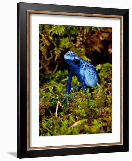 Azure Dart Frog Dendrobates Azureus Native to Northern South America-David Northcott-Framed Photographic Print