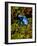 Azure Dart Frog Dendrobates Azureus Native to Northern South America-David Northcott-Framed Photographic Print