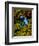 Azure Dart Frog Dendrobates Azureus Native to Northern South America-David Northcott-Framed Photographic Print