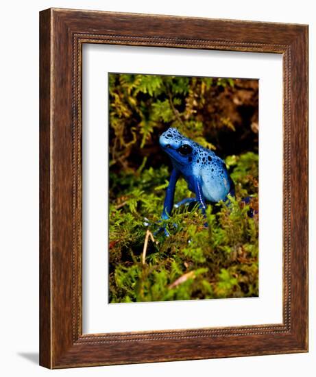 Azure Dart Frog Dendrobates Azureus Native to Northern South America-David Northcott-Framed Photographic Print