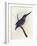 Azure Kingfisher, Ceyx Azureus-William Swainson-Framed Giclee Print