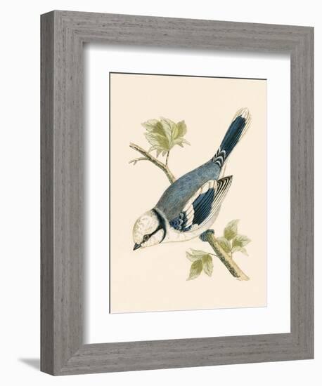 Azure Tit, Illustration from 'A History of the Birds of Europe Not Observed in the British Isles'-English-Framed Giclee Print