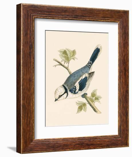 Azure Tit, Illustration from 'A History of the Birds of Europe Not Observed in the British Isles'-English-Framed Giclee Print