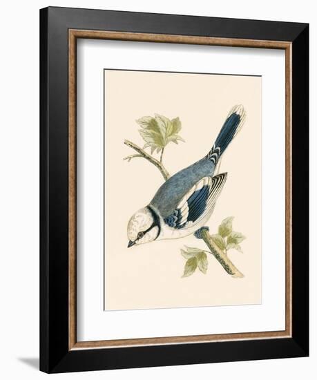 Azure Tit, Illustration from 'A History of the Birds of Europe Not Observed in the British Isles'-English-Framed Giclee Print