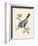 Azure Tit, Illustration from 'A History of the Birds of Europe Not Observed in the British Isles'-English-Framed Giclee Print