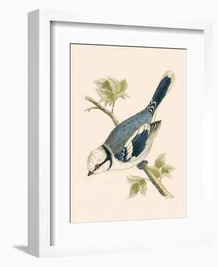 Azure Tit, Illustration from 'A History of the Birds of Europe Not Observed in the British Isles'-English-Framed Giclee Print