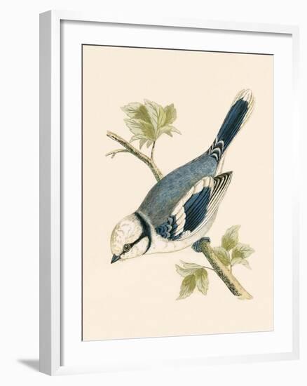 Azure Tit, Illustration from 'A History of the Birds of Europe Not Observed in the British Isles'-English-Framed Giclee Print