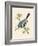 Azure Tit, Illustration from 'A History of the Birds of Europe Not Observed in the British Isles'-English-Framed Giclee Print