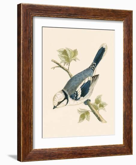 Azure Tit, Illustration from 'A History of the Birds of Europe Not Observed in the British Isles'-English-Framed Giclee Print