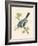 Azure Tit, Illustration from 'A History of the Birds of Europe Not Observed in the British Isles'-English-Framed Giclee Print