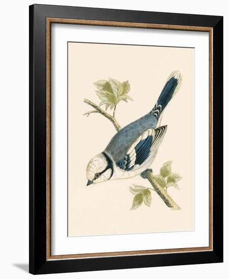 Azure Tit, Illustration from 'A History of the Birds of Europe Not Observed in the British Isles'-English-Framed Giclee Print