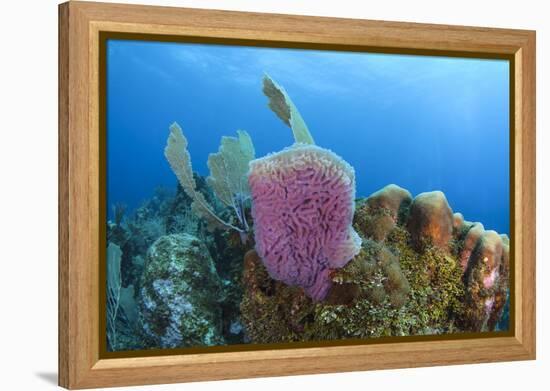 Azure Vase Sponge, Hol Chan Marine Reserve, Belize-Pete Oxford-Framed Premier Image Canvas
