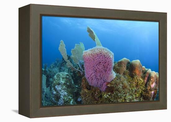 Azure Vase Sponge, Hol Chan Marine Reserve, Belize-Pete Oxford-Framed Premier Image Canvas