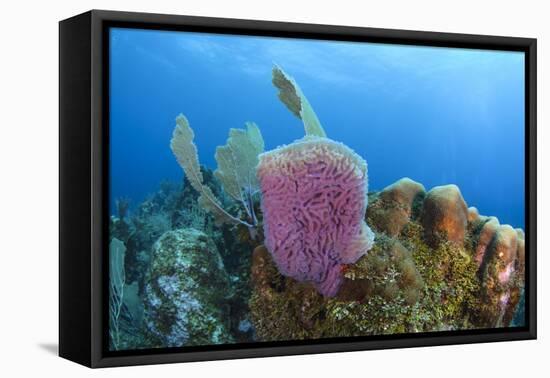 Azure Vase Sponge, Hol Chan Marine Reserve, Belize-Pete Oxford-Framed Premier Image Canvas