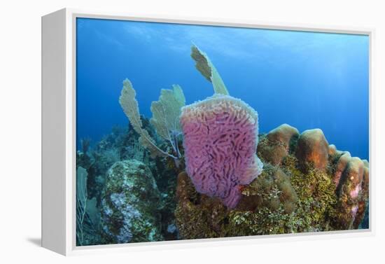 Azure Vase Sponge, Hol Chan Marine Reserve, Belize-Pete Oxford-Framed Premier Image Canvas