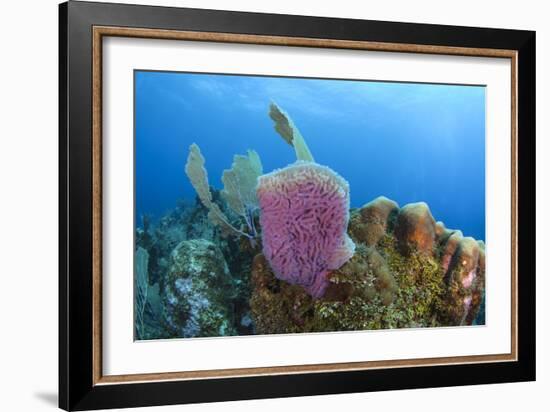 Azure Vase Sponge, Hol Chan Marine Reserve, Belize-Pete Oxford-Framed Photographic Print