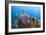 Azure Vase Sponge, Hol Chan Marine Reserve, Belize-Pete Oxford-Framed Photographic Print