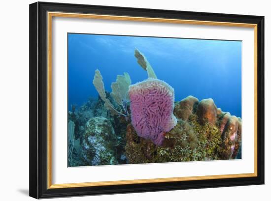 Azure Vase Sponge, Hol Chan Marine Reserve, Belize-Pete Oxford-Framed Photographic Print