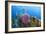 Azure Vase Sponge, Hol Chan Marine Reserve, Belize-Pete Oxford-Framed Photographic Print