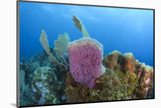 Azure Vase Sponge, Hol Chan Marine Reserve, Belize-Pete Oxford-Mounted Photographic Print