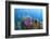 Azure Vase Sponge, Hol Chan Marine Reserve, Belize-Pete Oxford-Framed Photographic Print