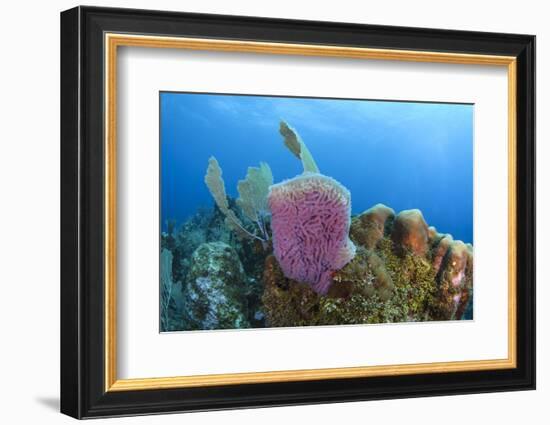 Azure Vase Sponge, Hol Chan Marine Reserve, Belize-Pete Oxford-Framed Photographic Print