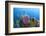 Azure Vase Sponge, Hol Chan Marine Reserve, Belize-Pete Oxford-Framed Photographic Print