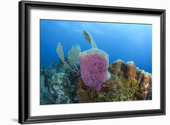 Azure Vase Sponge, Hol Chan Marine Reserve, Belize-Pete Oxford-Framed Photographic Print