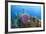 Azure Vase Sponge, Hol Chan Marine Reserve, Belize-Pete Oxford-Framed Photographic Print