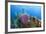 Azure Vase Sponge, Hol Chan Marine Reserve, Belize-Pete Oxford-Framed Photographic Print