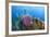 Azure Vase Sponge, Hol Chan Marine Reserve, Belize-Pete Oxford-Framed Photographic Print