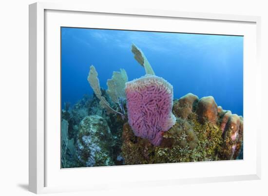 Azure Vase Sponge, Hol Chan Marine Reserve, Belize-Pete Oxford-Framed Photographic Print