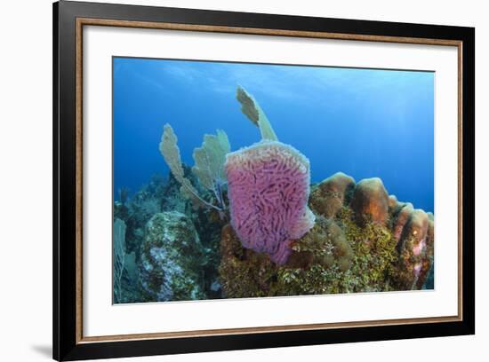 Azure Vase Sponge, Hol Chan Marine Reserve, Belize-Pete Oxford-Framed Photographic Print