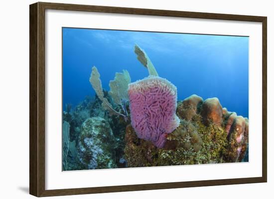 Azure Vase Sponge, Hol Chan Marine Reserve, Belize-Pete Oxford-Framed Photographic Print