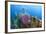 Azure Vase Sponge, Hol Chan Marine Reserve, Belize-Pete Oxford-Framed Photographic Print