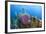 Azure Vase Sponge, Hol Chan Marine Reserve, Belize-Pete Oxford-Framed Photographic Print