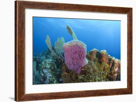 Azure Vase Sponge, Hol Chan Marine Reserve, Belize-Pete Oxford-Framed Photographic Print