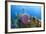 Azure Vase Sponge, Hol Chan Marine Reserve, Belize-Pete Oxford-Framed Photographic Print