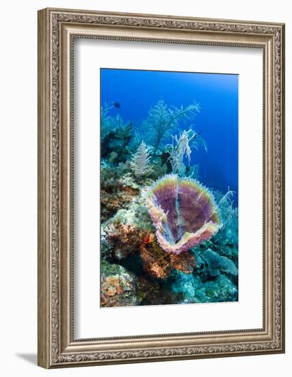 Azure Vase Sponge, Jardines De La Reina National Park Cuba, Caribbean-Pete Oxford-Framed Photographic Print