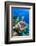 Azure Vase Sponge, Jardines De La Reina National Park Cuba, Caribbean-Pete Oxford-Framed Photographic Print