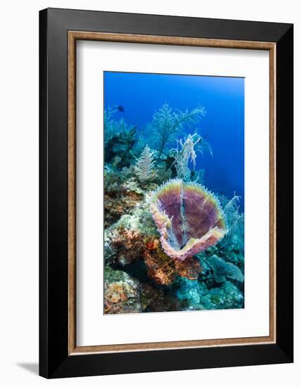 Azure Vase Sponge, Jardines De La Reina National Park Cuba, Caribbean-Pete Oxford-Framed Photographic Print