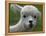 B.C., a 3-Year-Old Alpaca, at the Nu Leafe Alpaca Farm in West Berlin, Vermont-Toby Talbot-Framed Premier Image Canvas