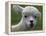 B.C., a 3-Year-Old Alpaca, at the Nu Leafe Alpaca Farm in West Berlin, Vermont-Toby Talbot-Framed Premier Image Canvas