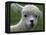 B.C., a 3-Year-Old Alpaca, at the Nu Leafe Alpaca Farm in West Berlin, Vermont-Toby Talbot-Framed Premier Image Canvas