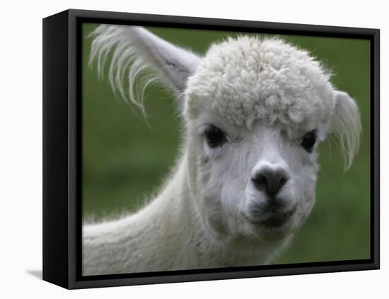 B.C., a 3-Year-Old Alpaca, at the Nu Leafe Alpaca Farm in West Berlin, Vermont-Toby Talbot-Framed Premier Image Canvas