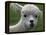 B.C., a 3-Year-Old Alpaca, at the Nu Leafe Alpaca Farm in West Berlin, Vermont-Toby Talbot-Framed Premier Image Canvas