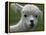 B.C., a 3-Year-Old Alpaca, at the Nu Leafe Alpaca Farm in West Berlin, Vermont-Toby Talbot-Framed Premier Image Canvas